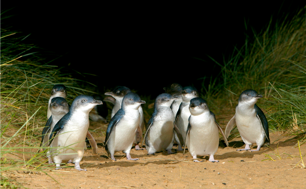 penguins